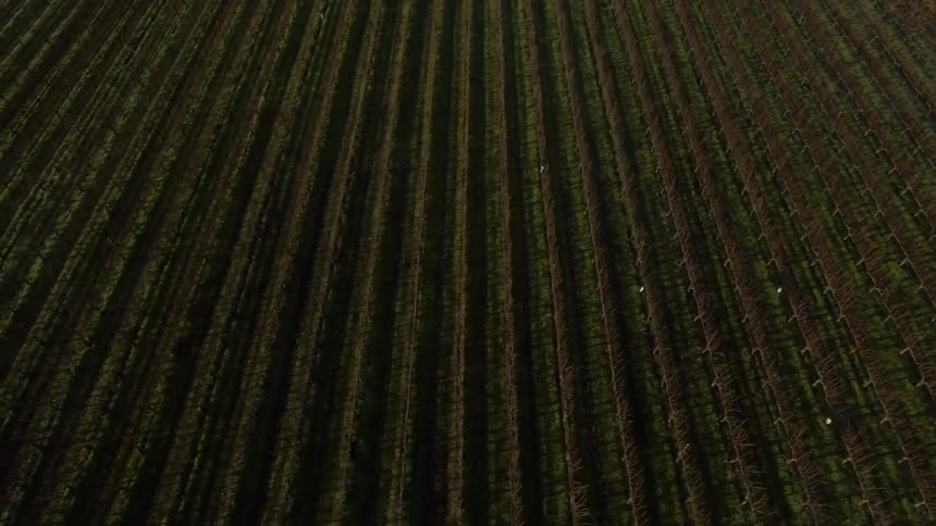 Crops are lined neatly in a field