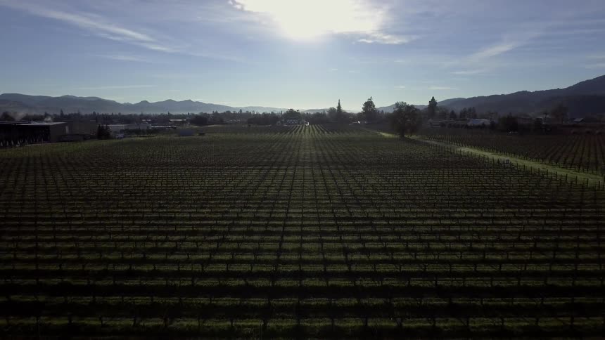 Rows of crops grow in a rural field