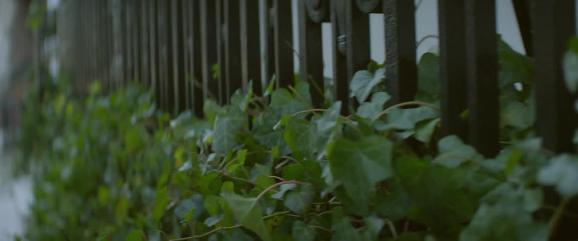 A fence wrapped in ivy