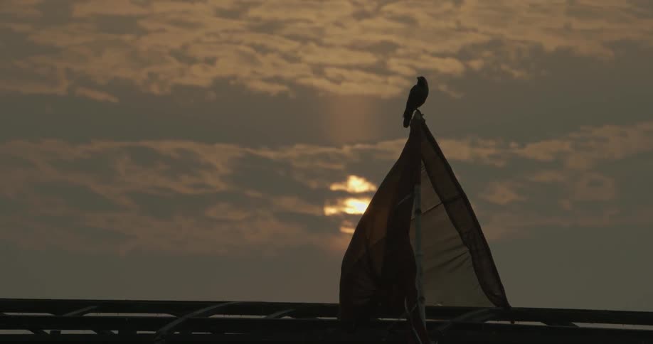 Lone bird sits on top of a mesh structure