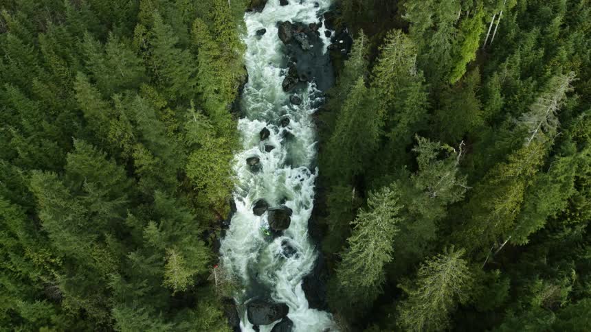 A river flows through a forest