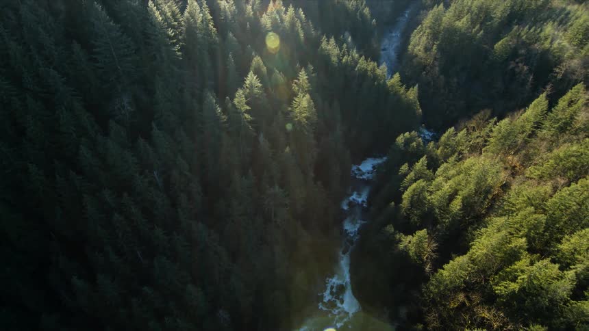 A river through a forest