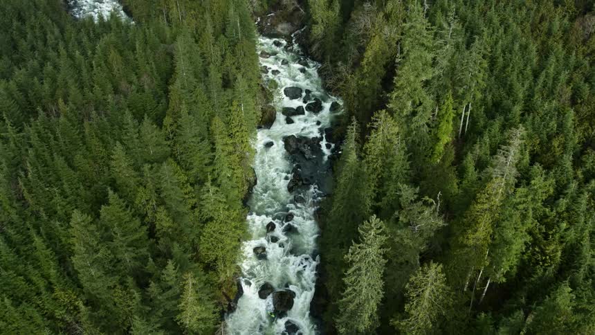 Stream flowing through a large forest