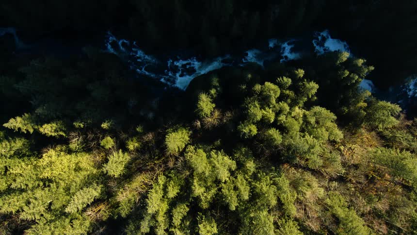 A fast flowing river in the forest