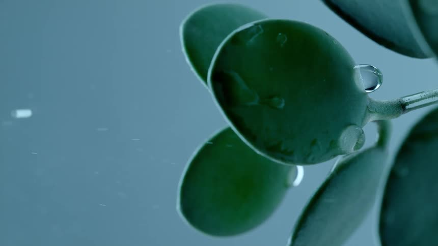 Water is being sprayed on a green plant