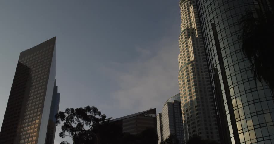 A tree is before tall buildings in a city