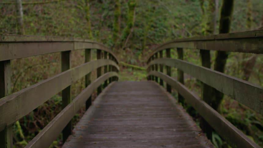 A wooden bridge leads to a forest