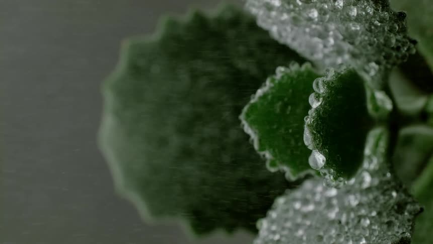 A mist blows overs water droplets and ice forming on green plants