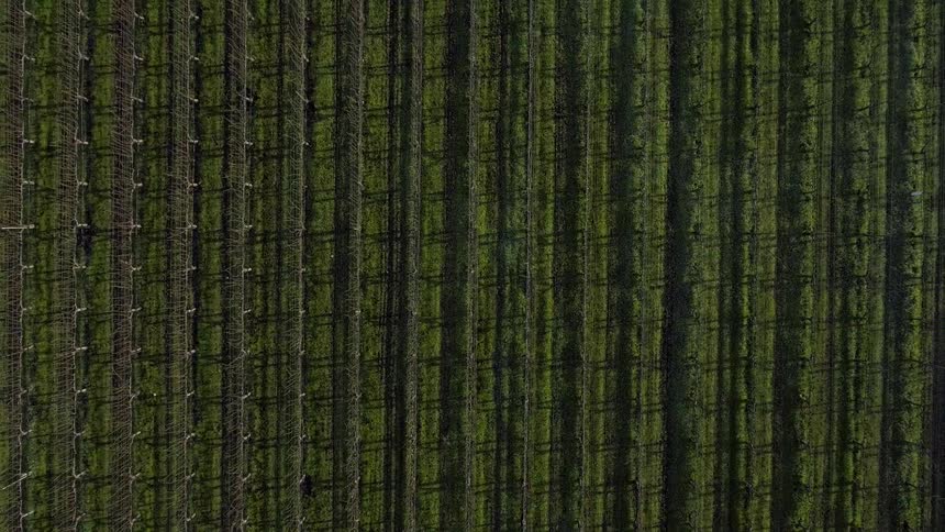 Grape vines grow in a vineyard during the day