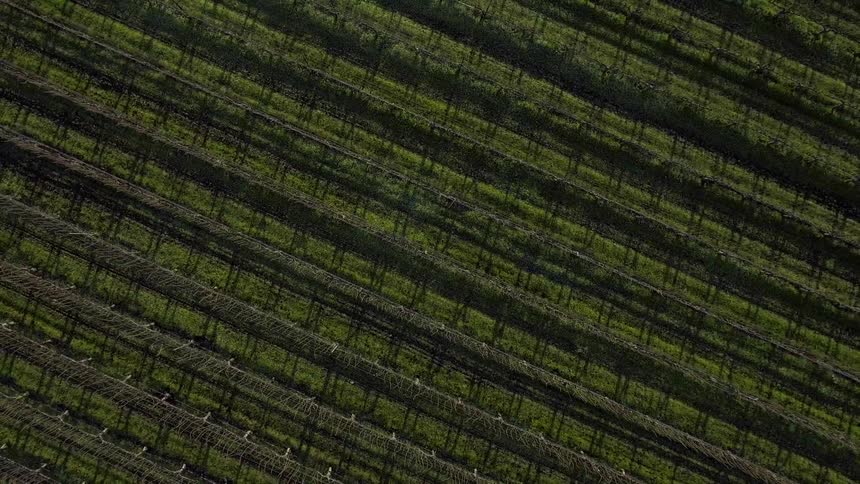 Aerial view of farm crops