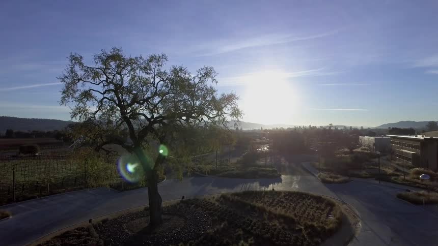 The sun shines brightly above a tree