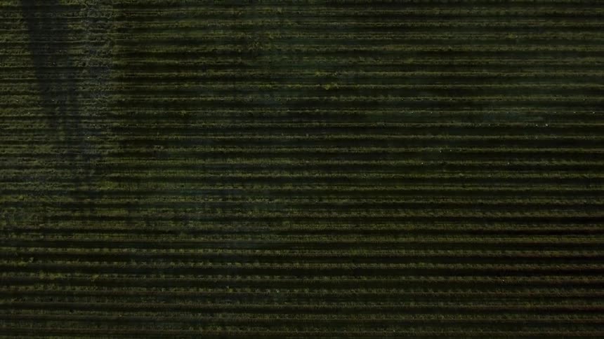 The farmland below is green and under shade