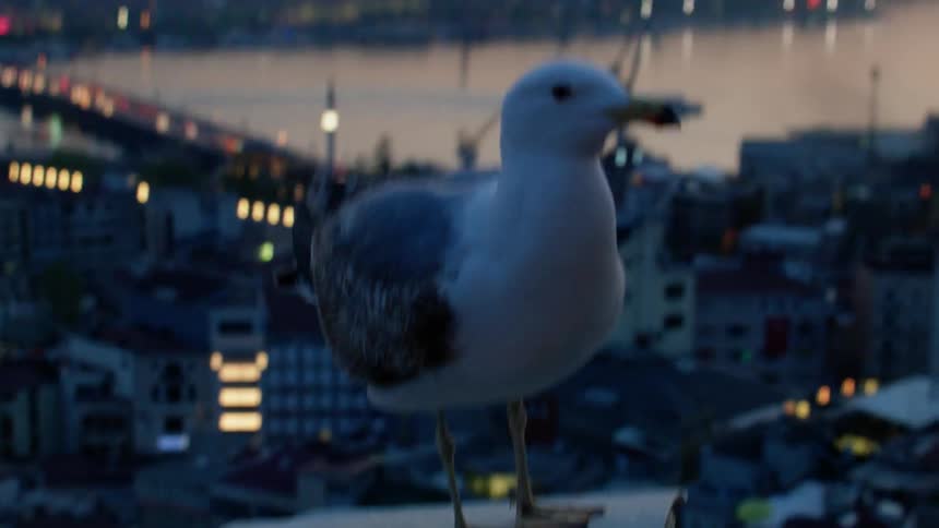 A bird is on a building by the city