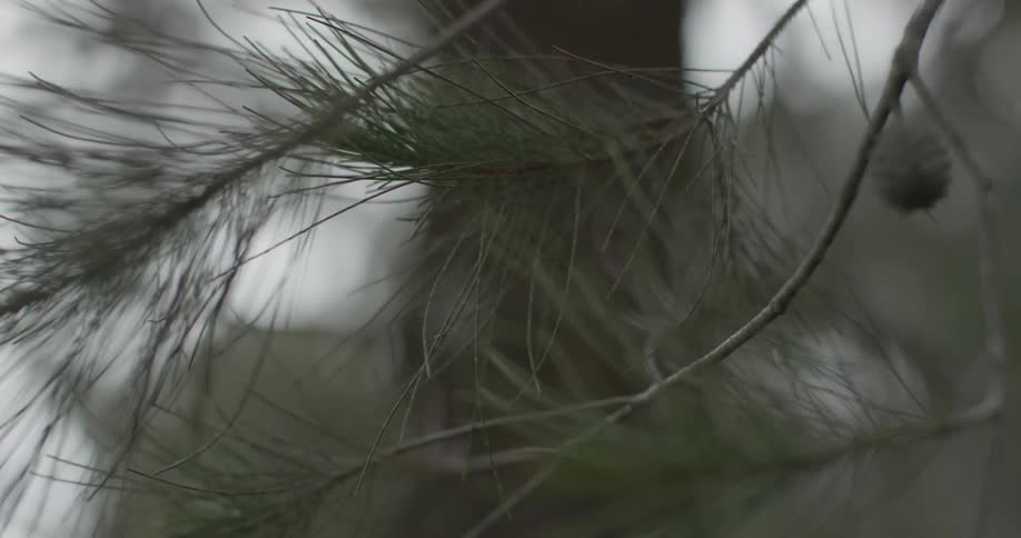 Pine needles bristle lightly in the breeze