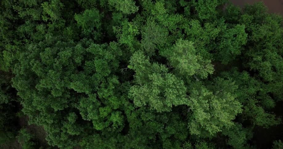 A dense green forest