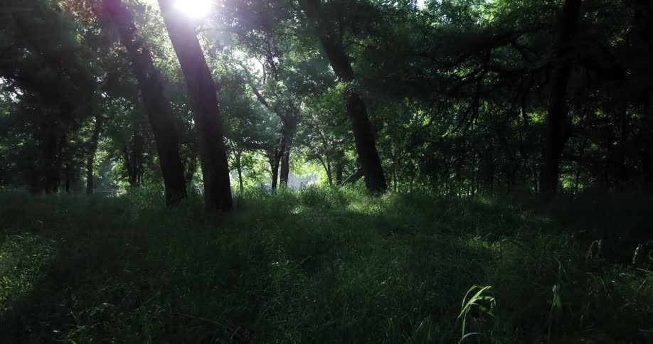 Sunlight casts rays and shadows in a forest
