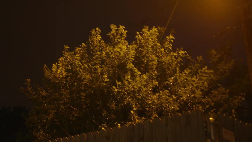 The branches of a tree wave in the wind at night
