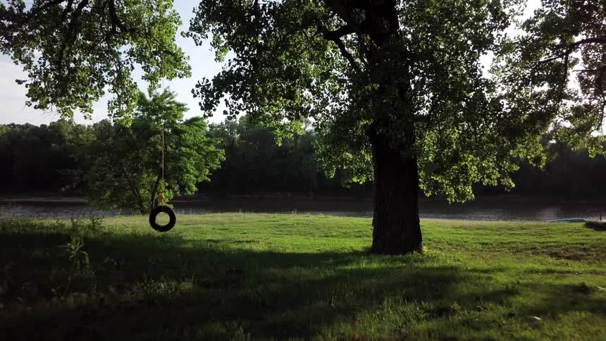 A tire swing hangs from a tree near a lake