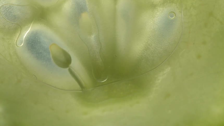 Bubbles move through yellow liquid