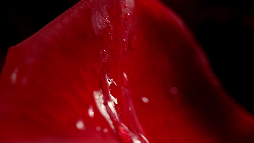 Water falling on a flower petal