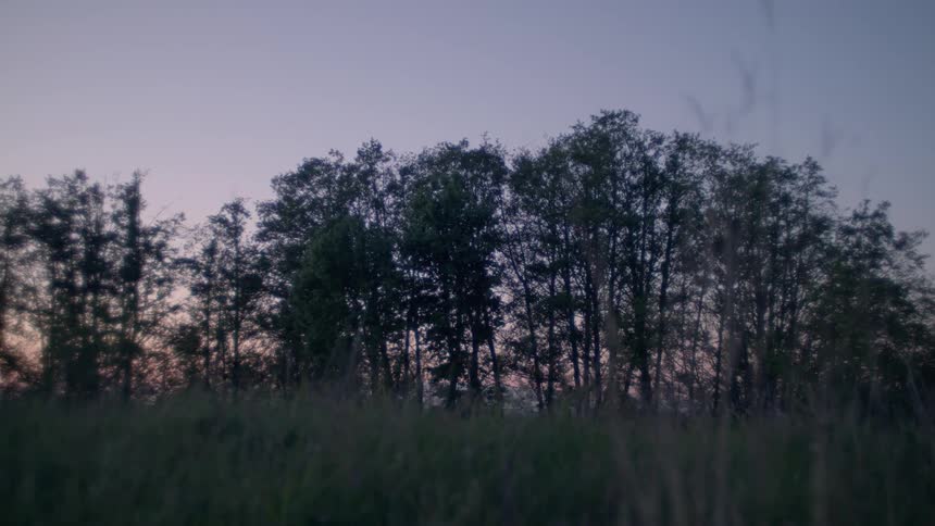 The sun sets behind a stand of trees