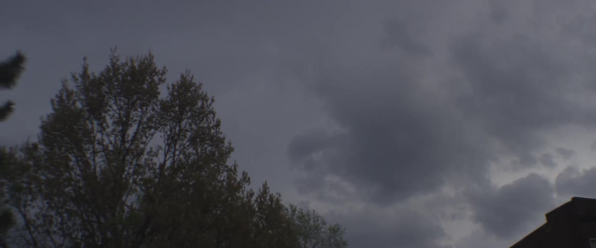Trees on an overcast day