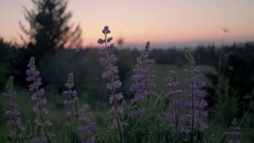 Purple flowers swaying in the breeze