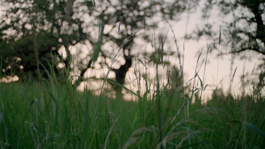 Tall grass sways in the breeze