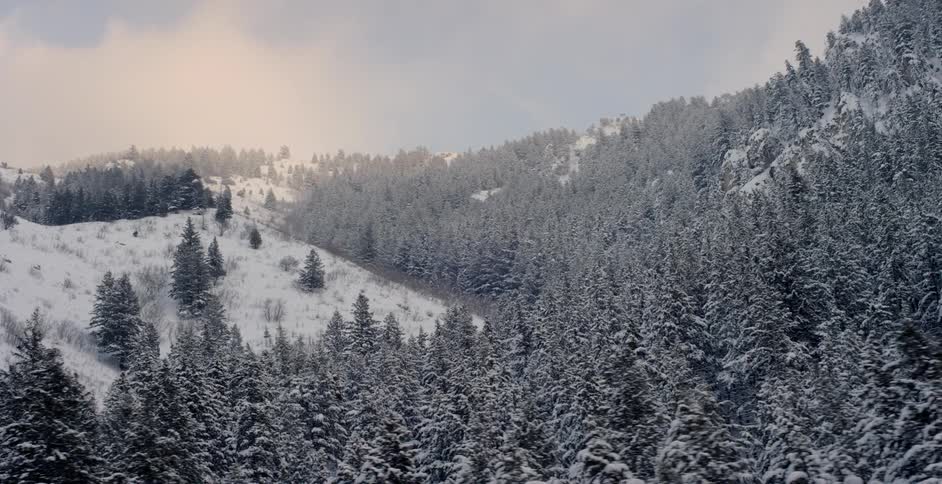 Pine trees cover the snowy mountains