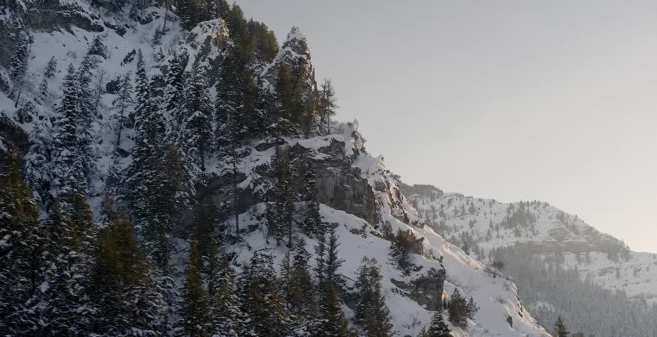 A snowy mountain covered with trees