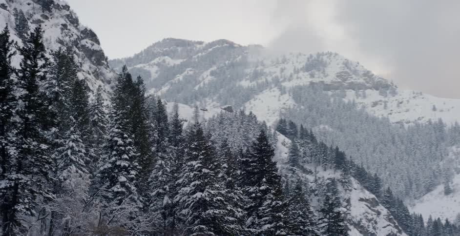 Pine trees cover the snowy mountain side