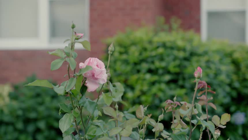 A rose bush is blooming in a front yard