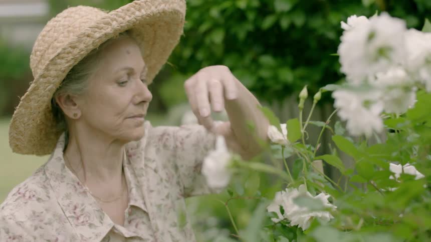 An old woman is clipping rose bushes during the day