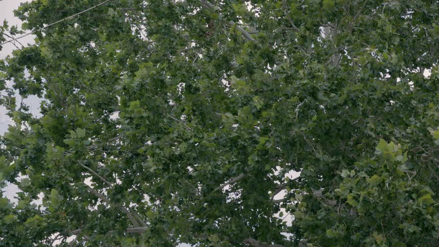 Leaves swaying in the breeze