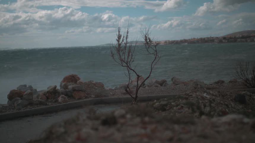 A lone tree grows among rocks on the coast