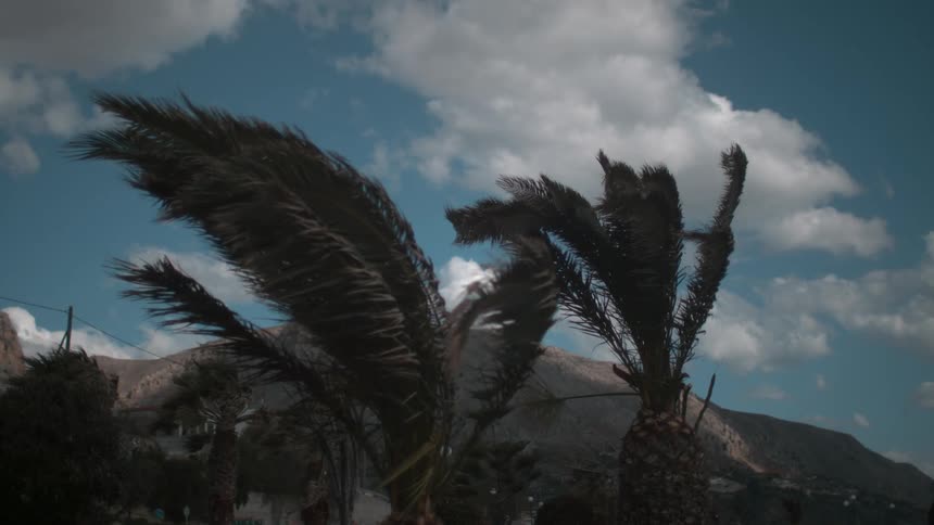 Some palm trees blowing in the wind