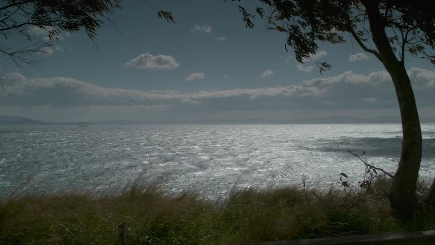 Trees line a shoreline near an ocean