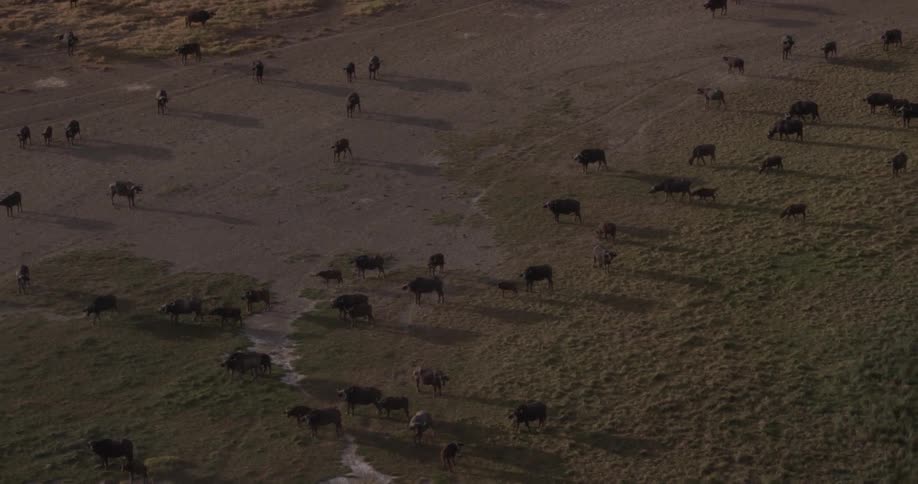 A herd of animals grazing