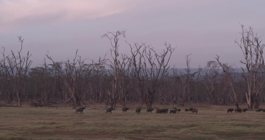 A herd of animals walking in front of dead trees