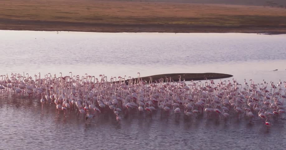 Flamingos walk in a rippling lake