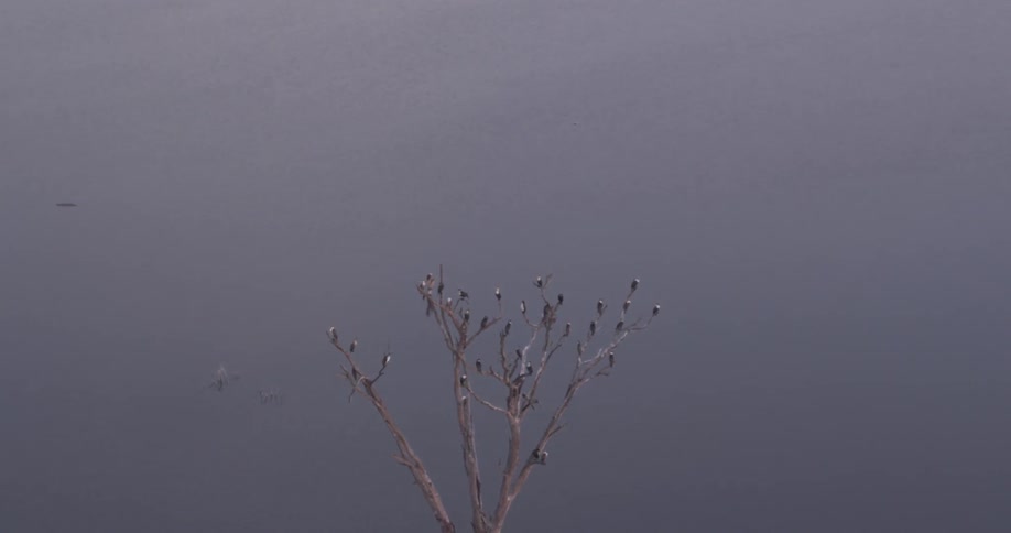 A group of birds are sitting in a tree