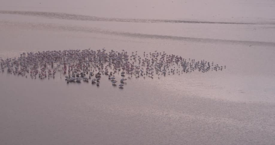 A flock of birds rests on a lake at sunset