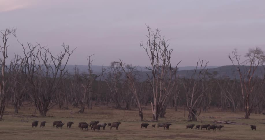 Animals stand in field near barren trees