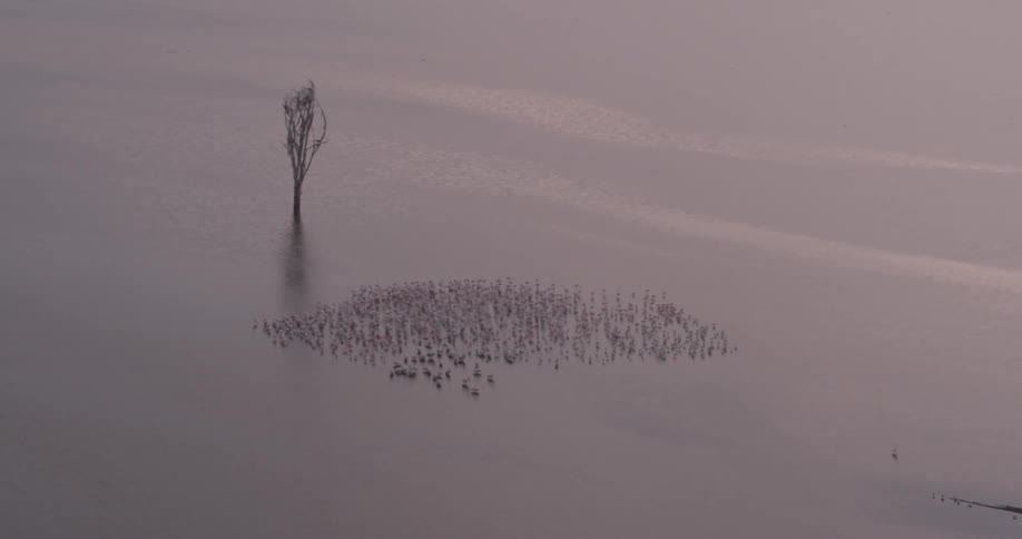 A group of birds are gathered together on the ground