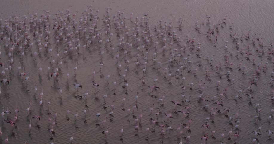 Flock of birds in a shallow watery area