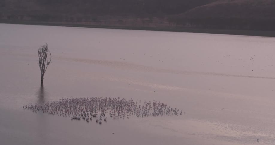 A group of birds are gathered together next to a tree