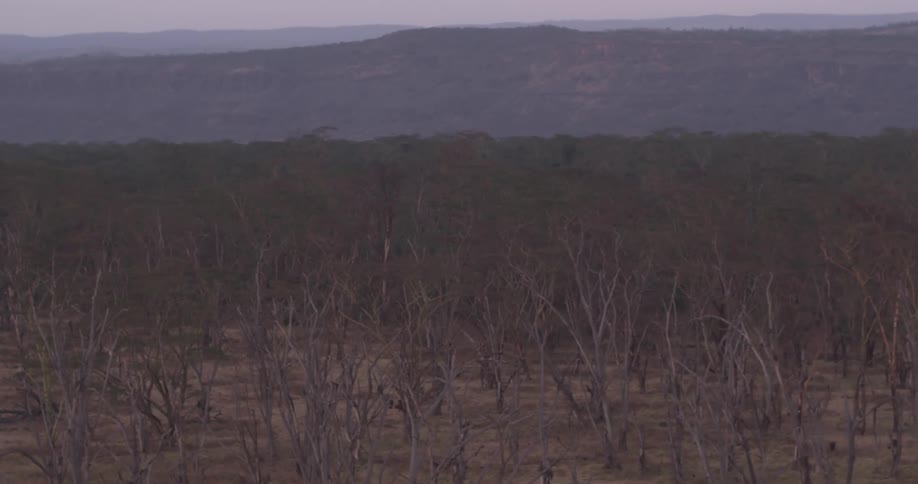 Dried vegetation in a brown field before some other greenery and hills