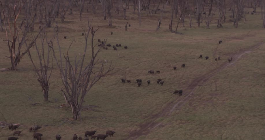 The animals move in herds on the field below