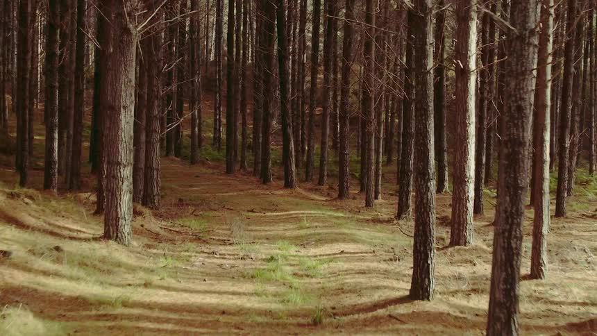 Trees cover the ground in a forest