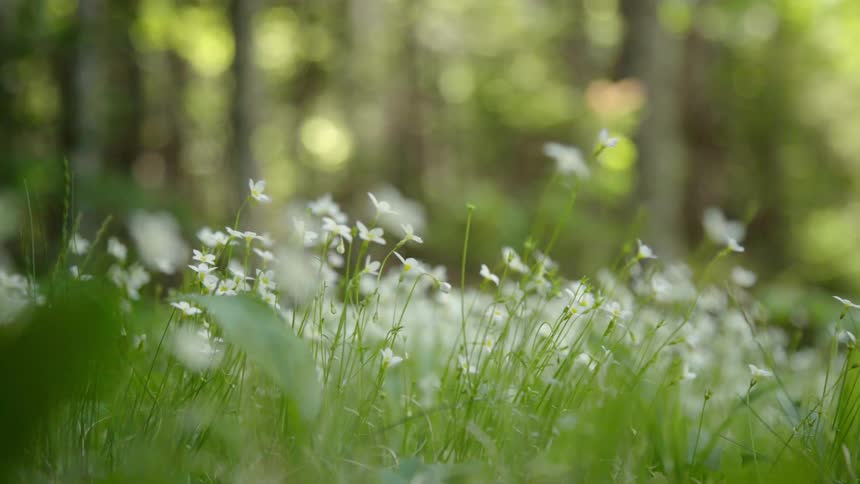 White flowers are blooming in a forest meadow